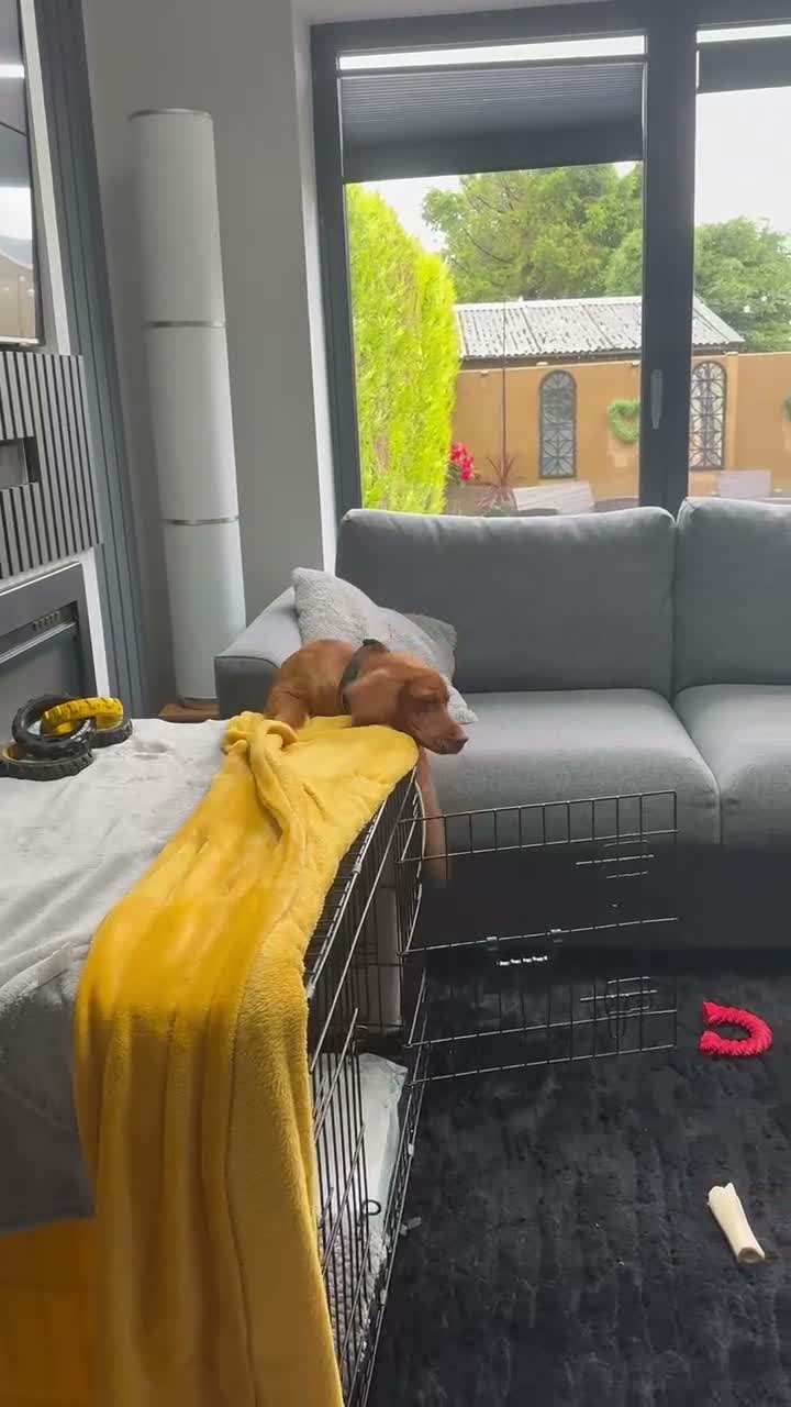 Cockerdor dogs for sale: Only the best for Ozzy-Beautiful Fox Red Cockerdor in Bradford - Video 1
