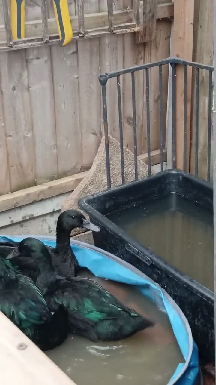 Ducks poultry for sale: 1 pair of cayuga ducks - Video 2