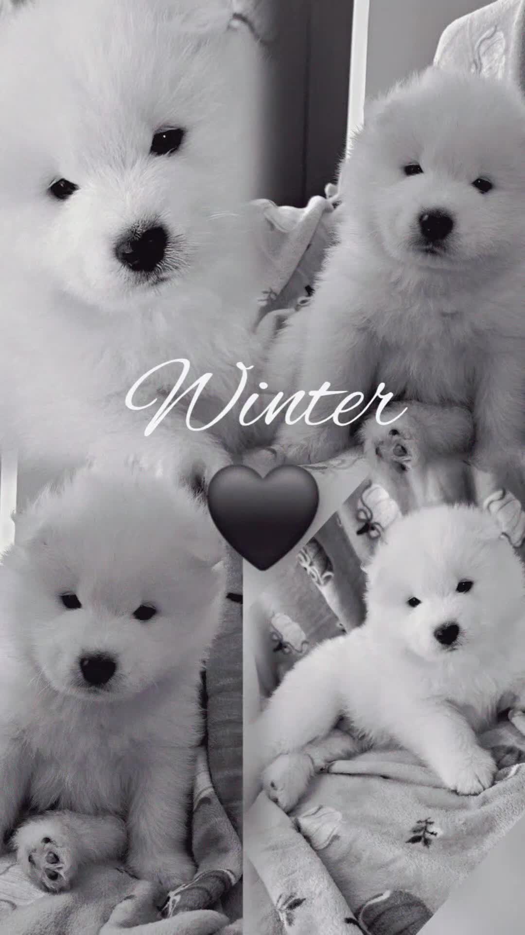 Samoyed dogs for sale: 2wonderful, purebred boys. (For therapy dogs) - Video 1