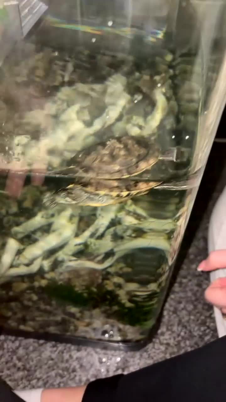 Terrapin reptiles for sale: 4 terrapins  in Birmingham - Video 2