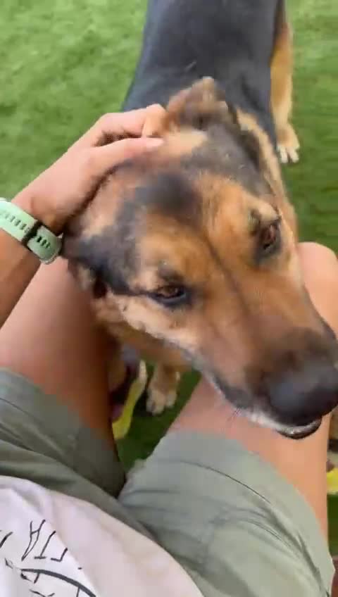 German Shepherd dogs for adoption: The sad story of Bruno - Video 3