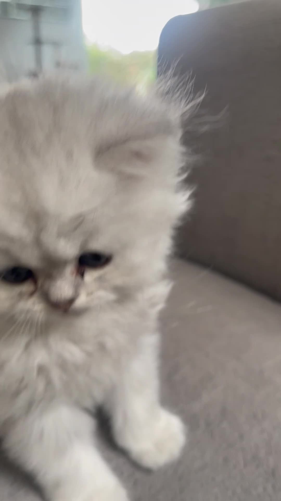 Persian cats for sale: Persian Kittens white and silver  - Video 2