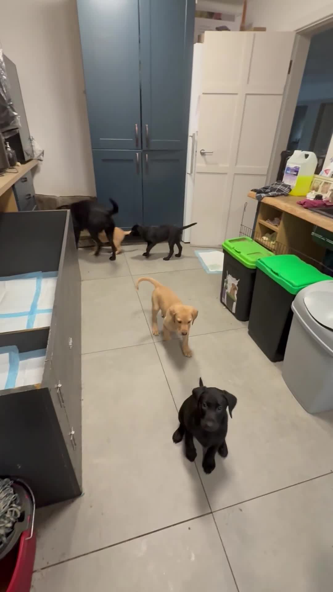 Labrador Retriever dogs for sale: Working Labrador Puppies in Leatherhead - Video 1