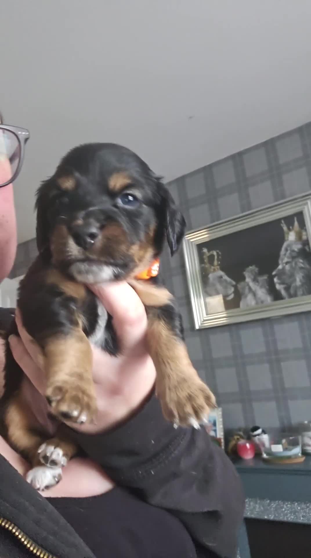 Mixed Breed dogs for sale: All pups now reserved! Daschund x Cocker Spaniel  - Video 1