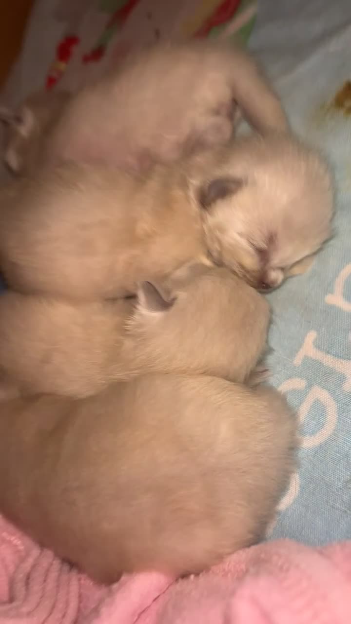 Ragdoll cats for sale: Ragdoll kittens (2 boys and 2 girls)  - Video 4
