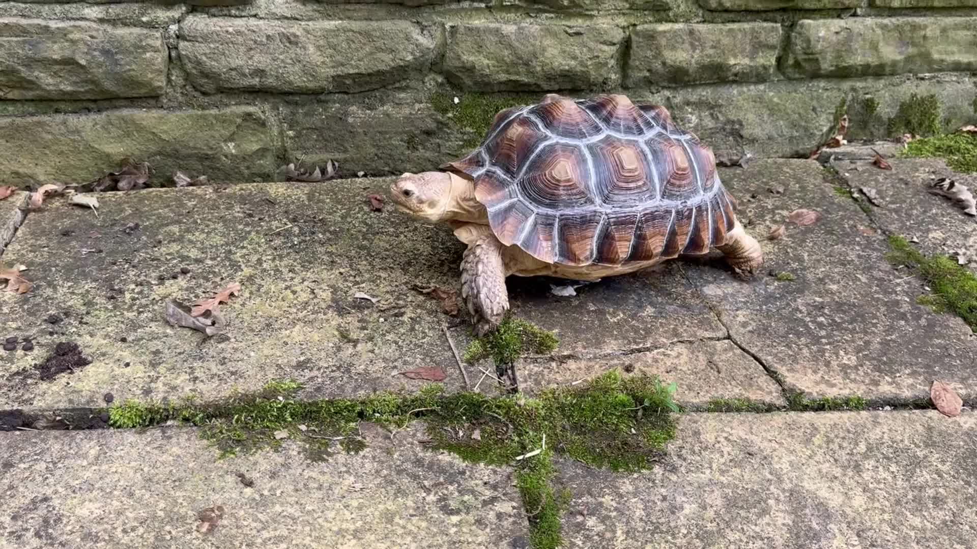 Tortoise reptiles for sale: Sulcata Tortoise - Video 1