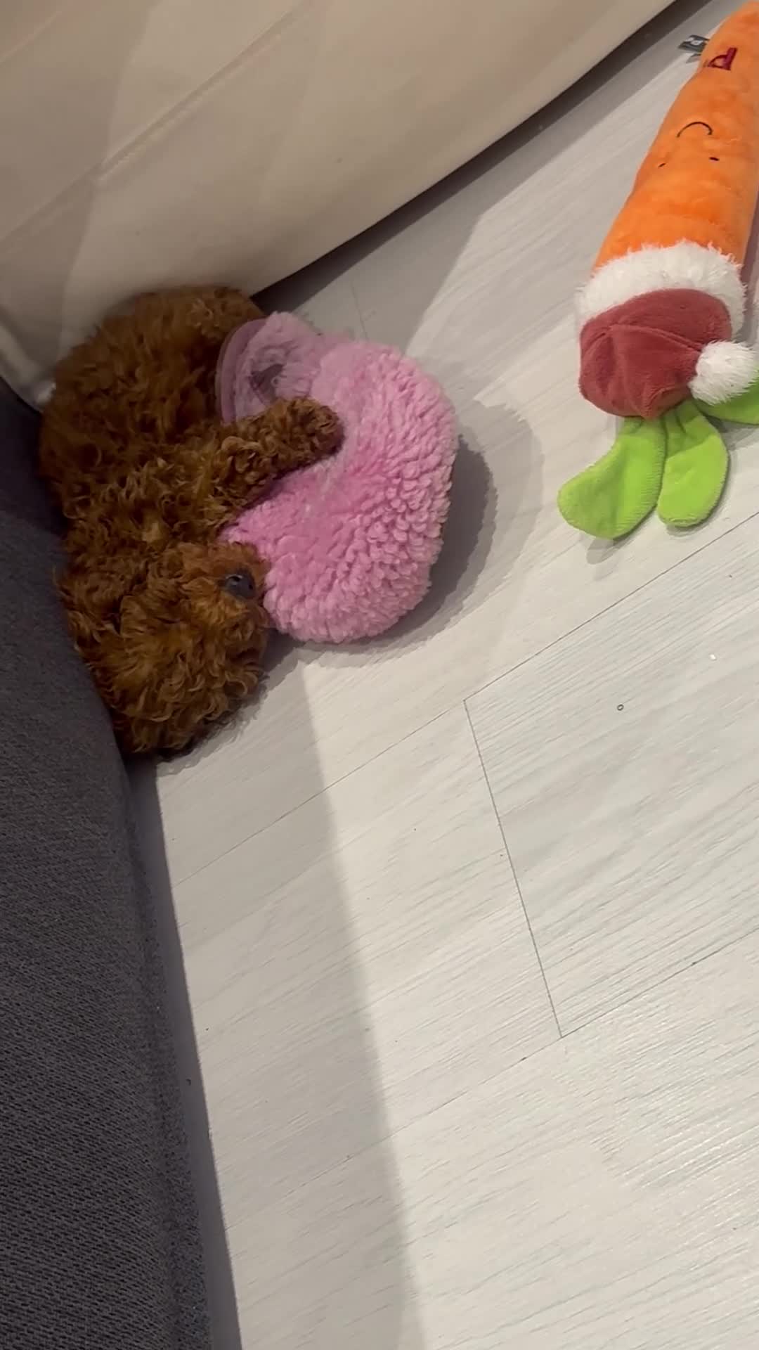 Toy Poodle dogs for sale: Deep red toy poodle  - Video 1