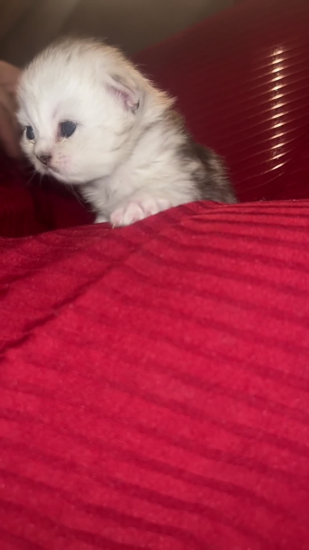 Persian cats for sale: Persian Kittens - Video 1