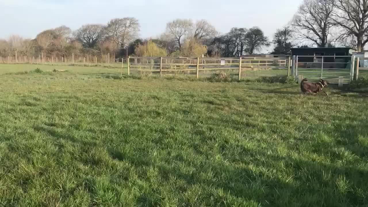 Mixed Breed dogs for adoption: Bernie is looking for the best forever home in Hayling Island - Video 4