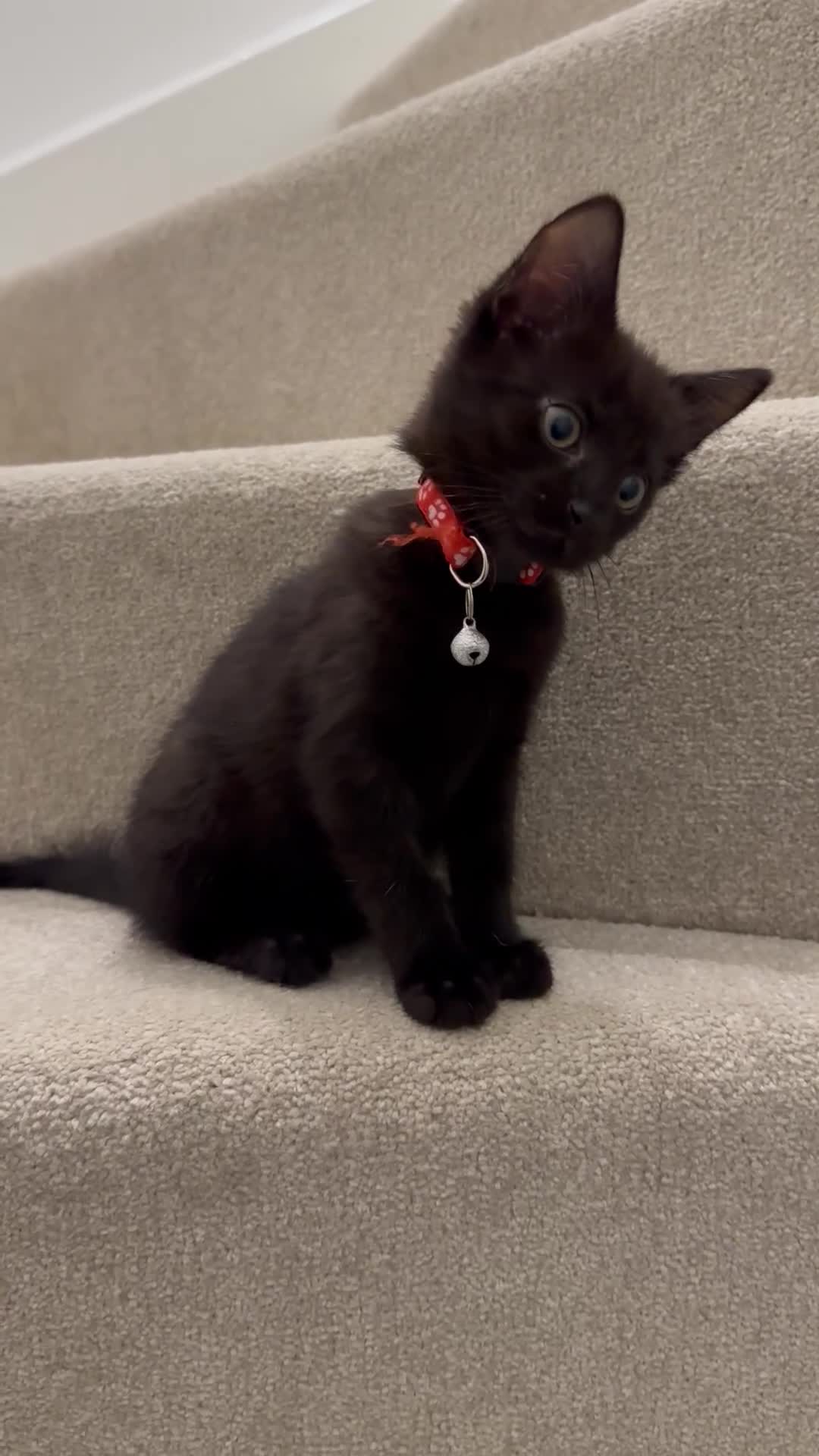 Mixed Breed cats for sale: 5 gorgeous kittens ready for their forever homes - Video 1