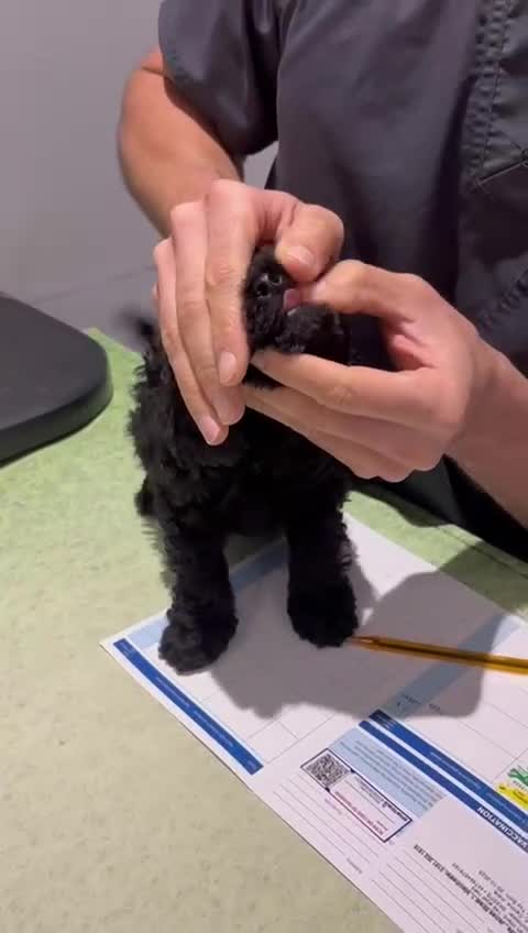 Toy Poodle dogs for sale: ADORABLE ‘ALBERT’ *TOY POODLE*BOY*PUP ready now - Video 4