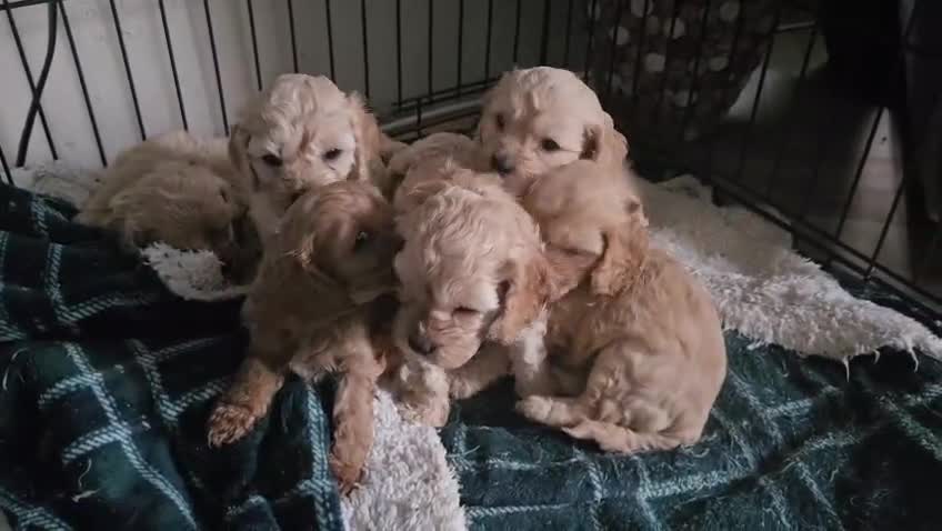 Cockapoo dogs for sale: 6 Gorgeous American cockapoo pups (Yankeedoodle) - Video 1