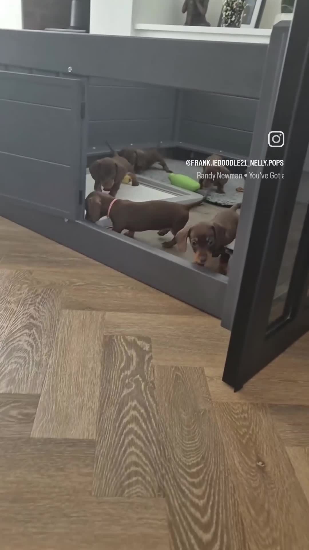 Miniature Dachshund dogs for sale: *KC Reg Miniature Dachshund Puppies available * - Video 1