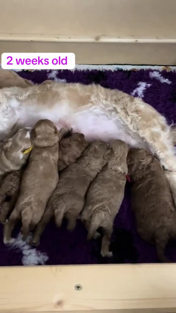 Cockapoo dogs for sale: Cockapoo puppies - Video 1