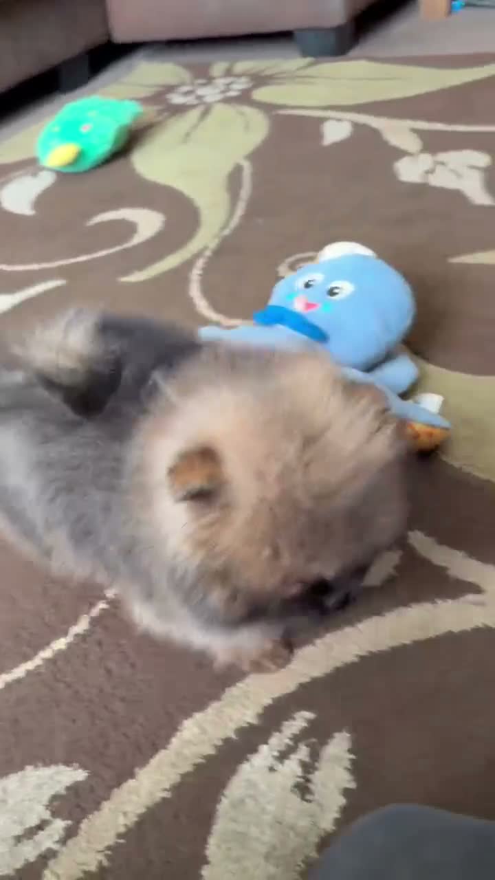 Pomeranian dogs for sale: Two Exquisite Pomeranian Puppies  in Ammanford - Video 1