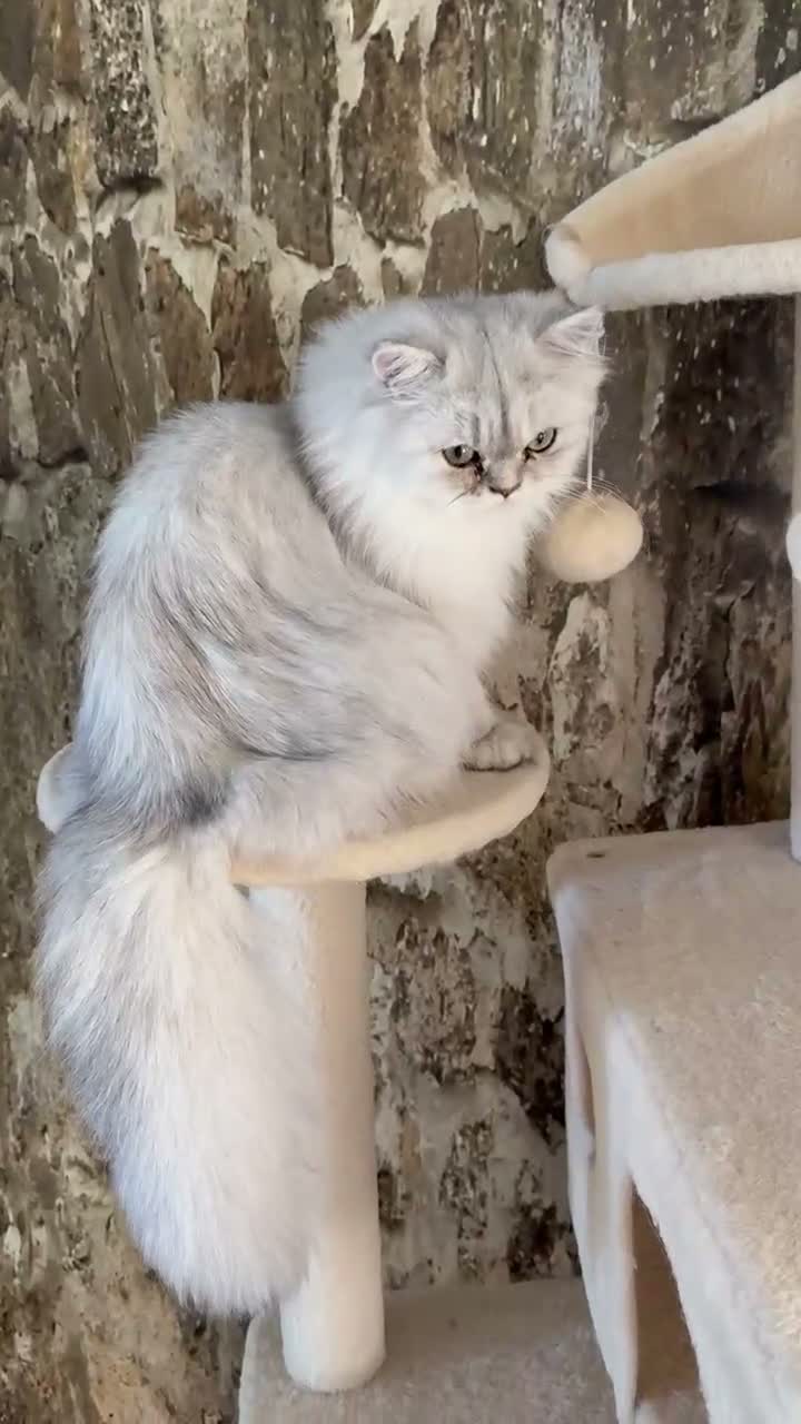 Persian cats for sale: Beautiful GCCF Silver Persian Brother and Sister - Video 1