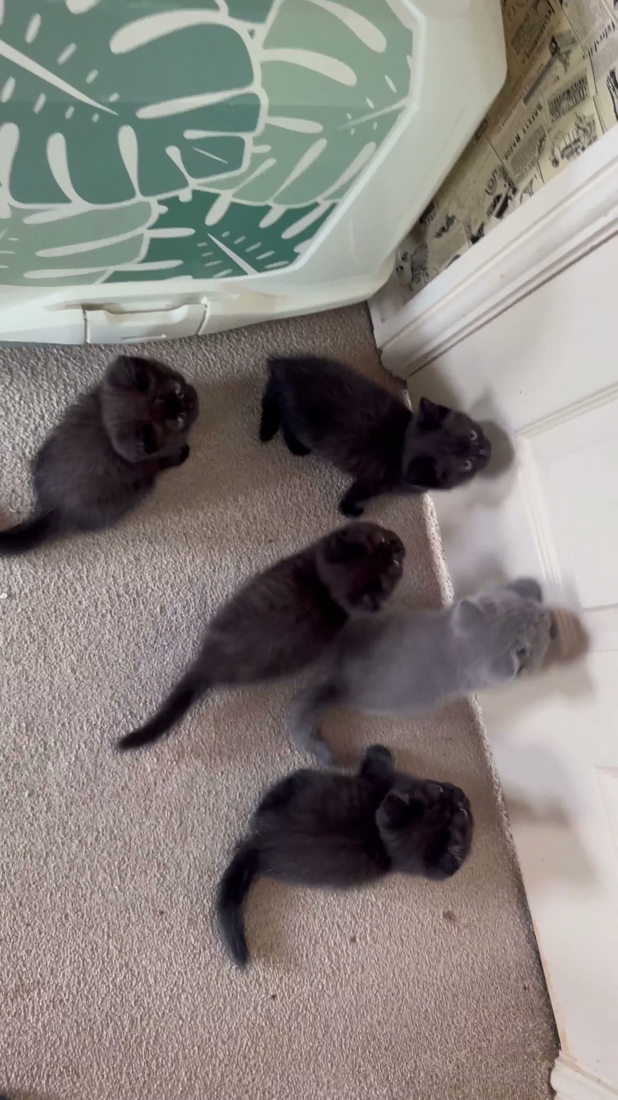 British Shorthair cats for sale: British shorthair kittens  - Video 1