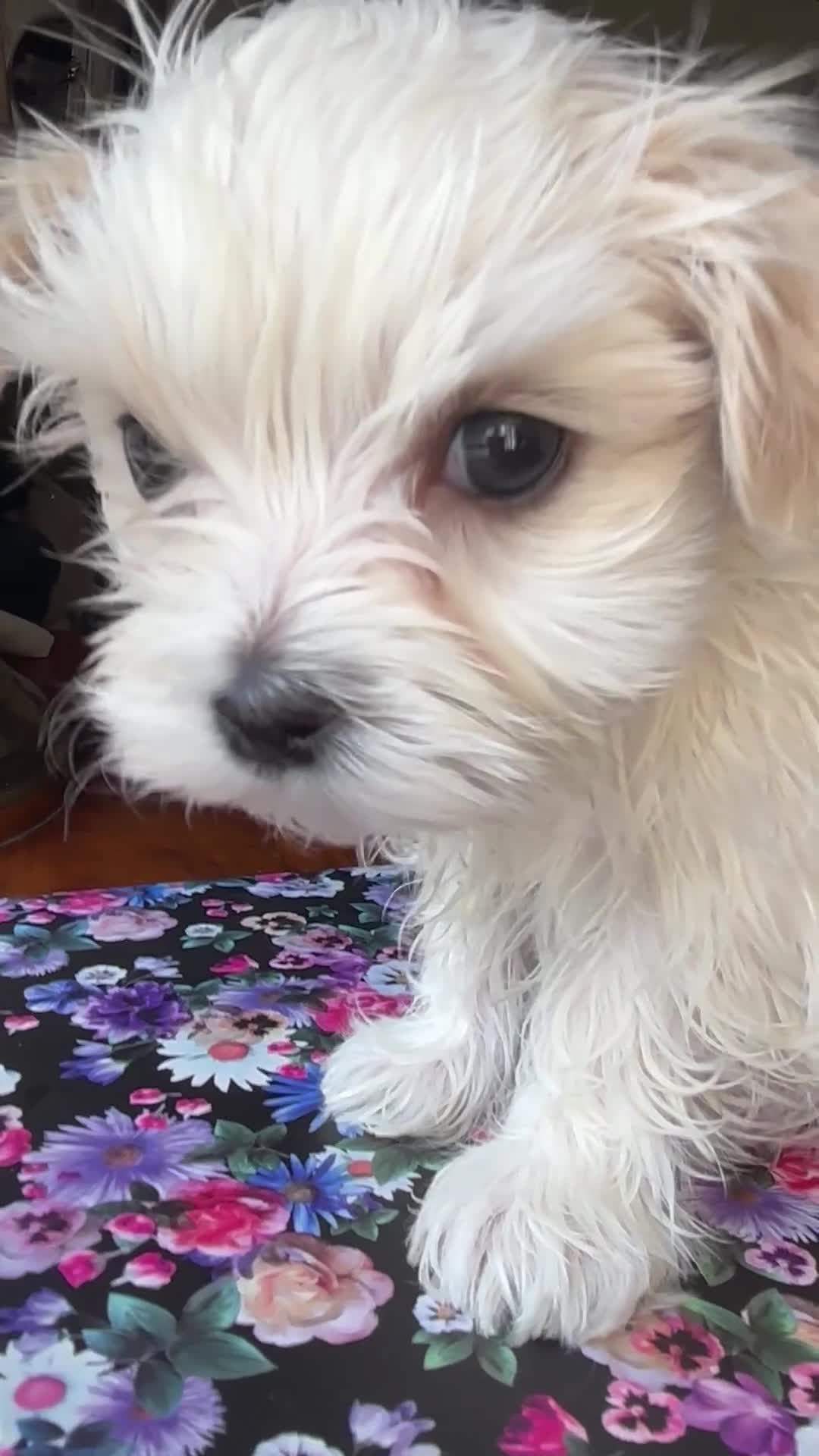 Maltese dogs for sale: Maltese puppy, pretty, friendly, kc reg.  - Video 1