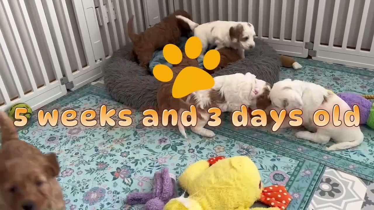 Australian Labradoodle dogs for sale: Stunning Australian Labradoodle Pups - Video 1