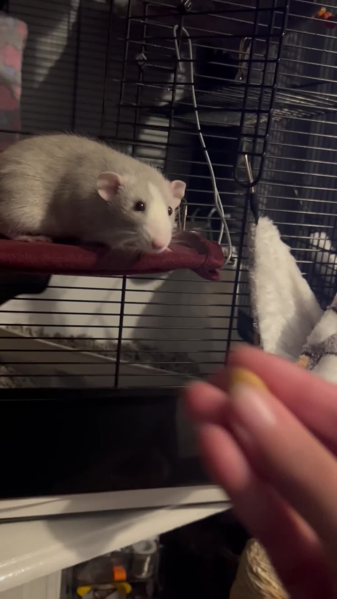 Rat rodents for sale: Baby Rex dumbo rats  - Video 1