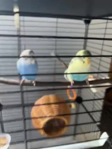 Budgerigars birds for sale: Budgies in Benfleet - Video 1