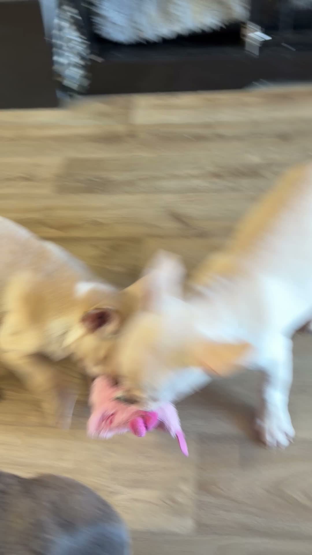 French Bulldog dogs for sale: * 🐾 3 Stunning KC Registered Frenchies ❤️ - Video 1