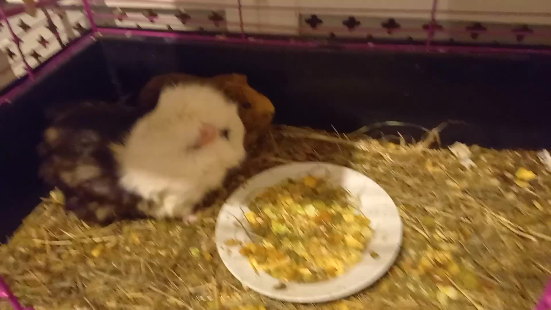 Tan rabbits for sale: 2 Female guinea pigs - Video 1