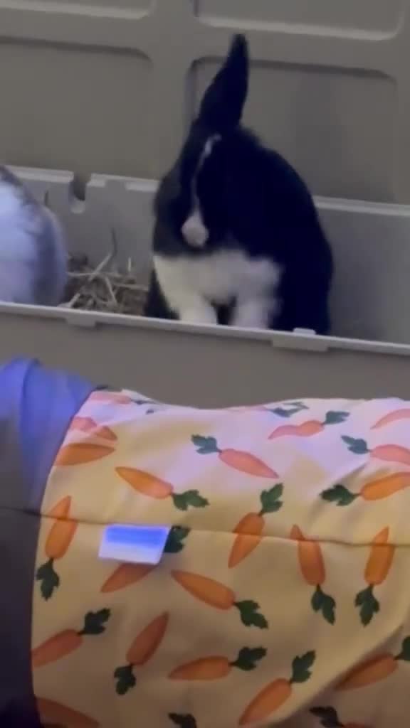 Mini Lop rabbits for sale: Beautiful mini lops - Video 2