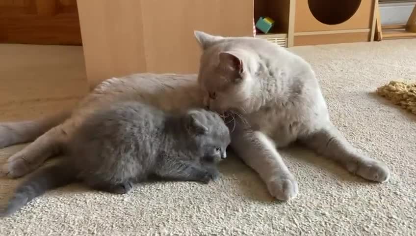 British Shorthair cats for sale: Lilac British short hair male - Video 1