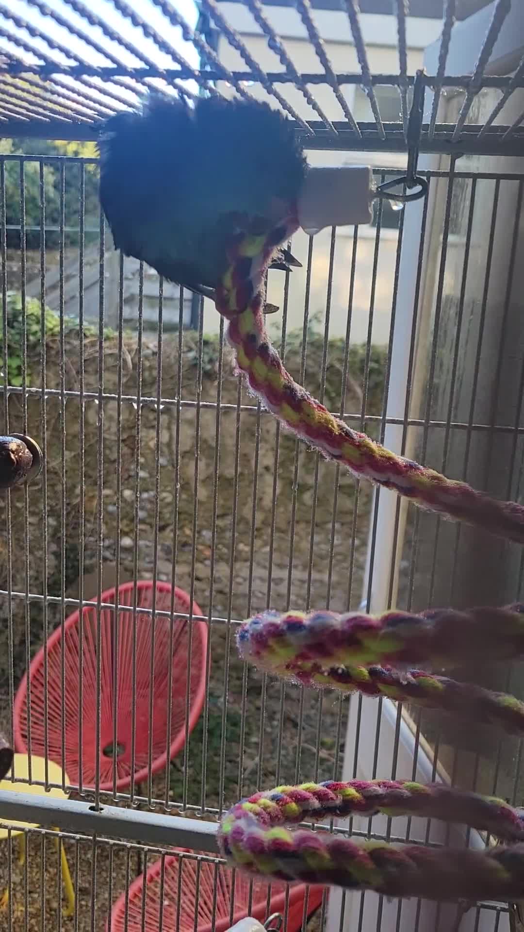 Parakeets birds for sale: Lineolated parakeet - Video 1