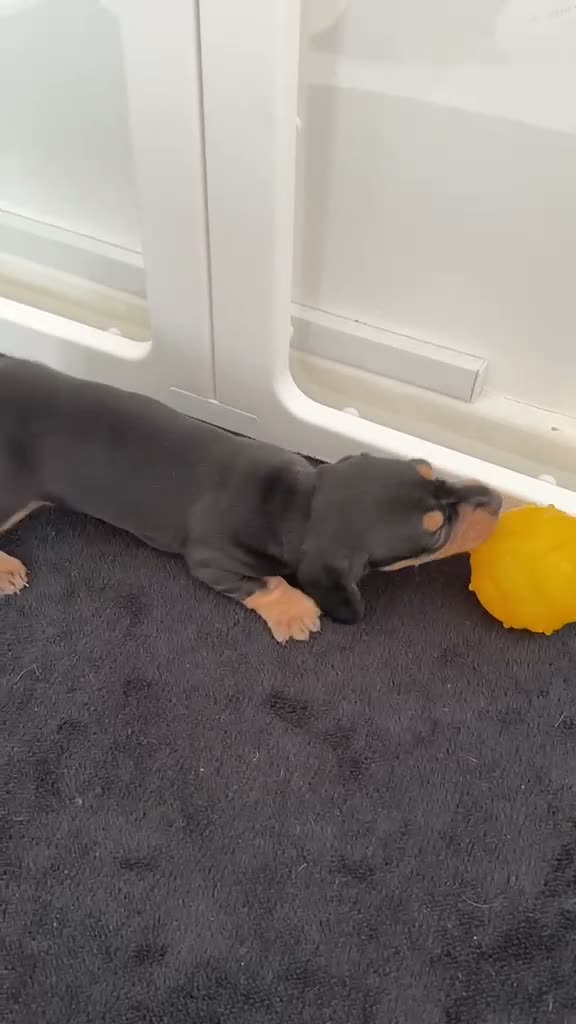 Miniature Dachshund dogs for sale: Long & Short Haired Miniature Daschund Puppies - Video 4