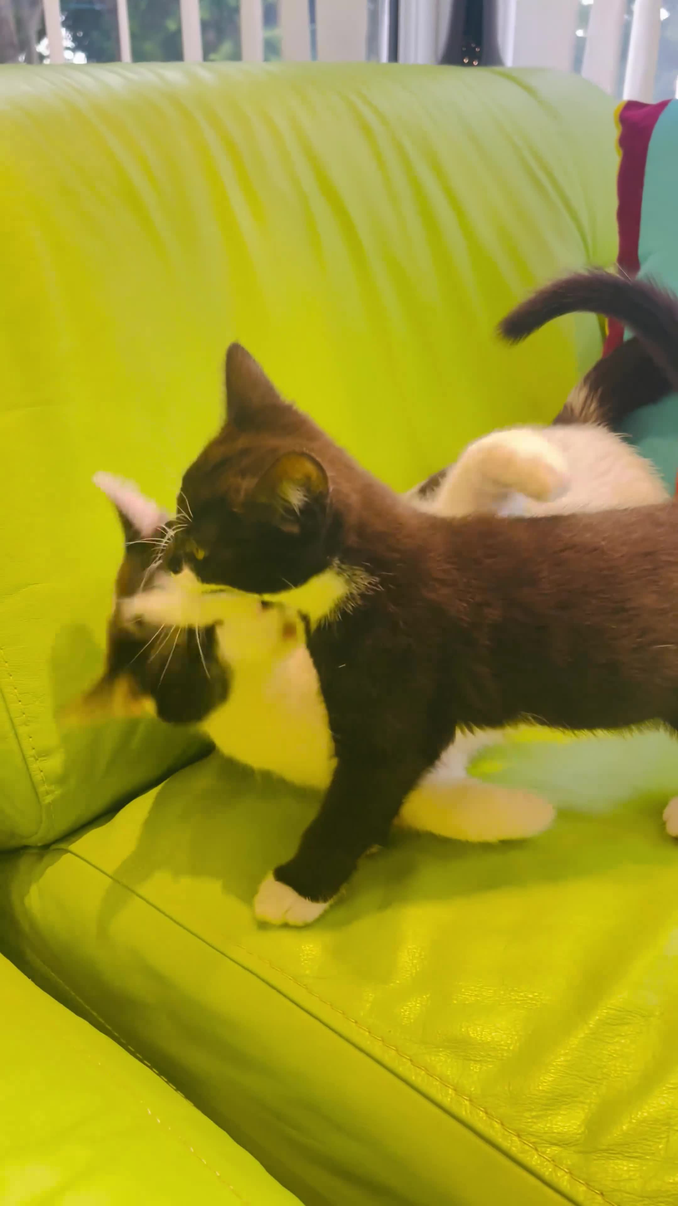 Mixed Breed cats for sale: Wonderful, clever, healthy Kittens for sale - Video 1