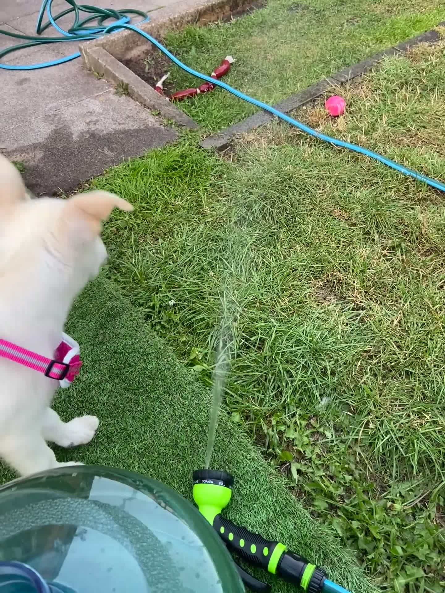 Mixed Breed dogs for sale: Huskador pup - Video 1