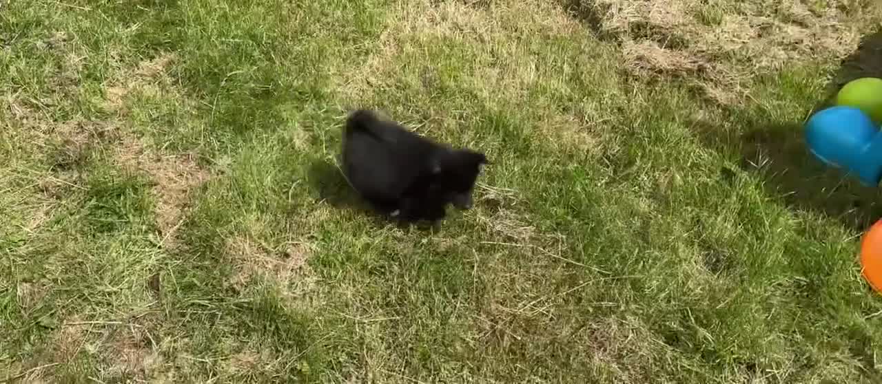 Pomsky dogs for sale: F3 male Pomsky puppy for sale  - Video 1