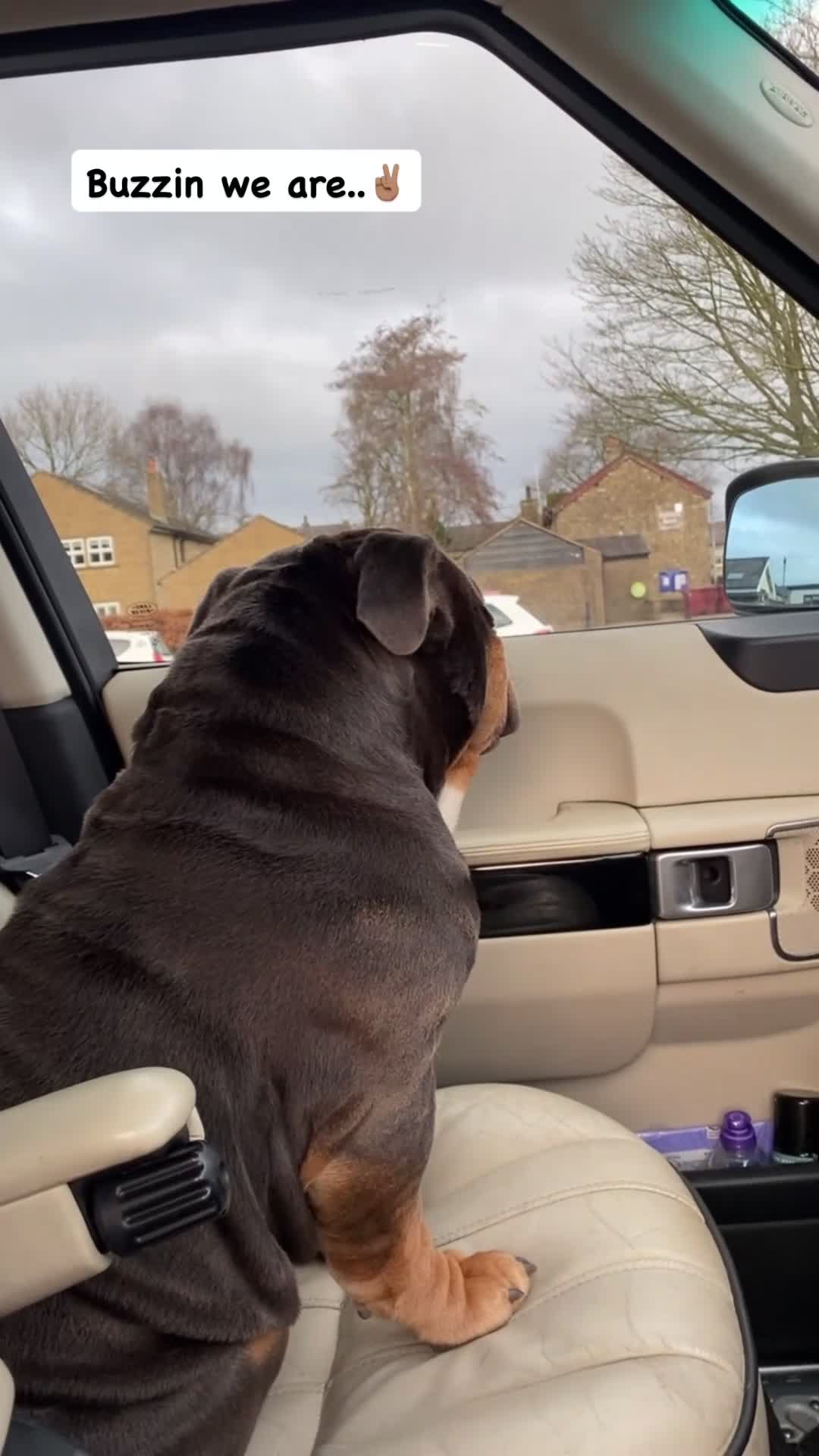 English Bulldog dogs for stud: English Bulldog Stud – Exceptional Temperament - Video 2