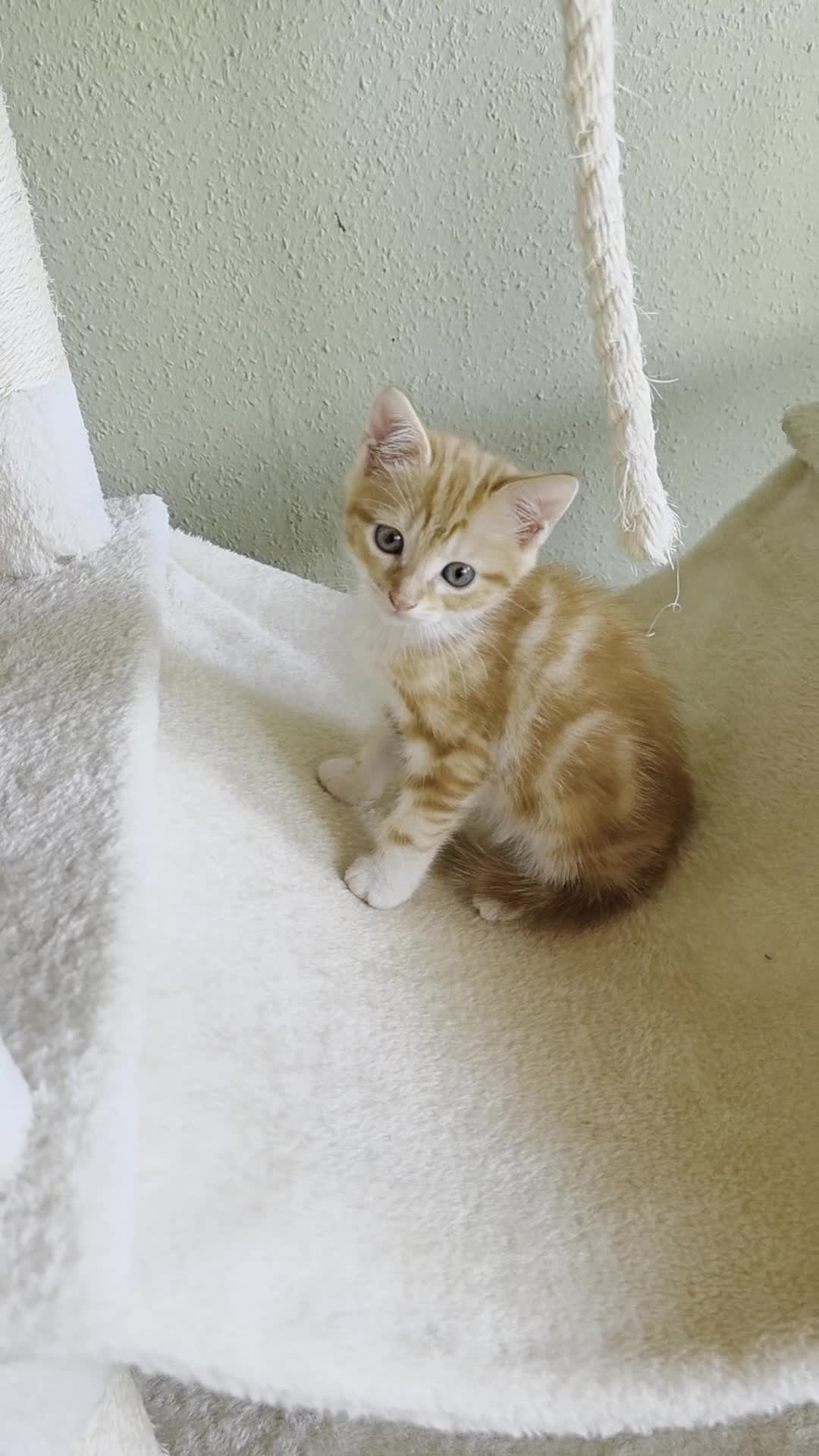 Domestic Shorthair cats for sale: Four sweet little flufflets - Video 5