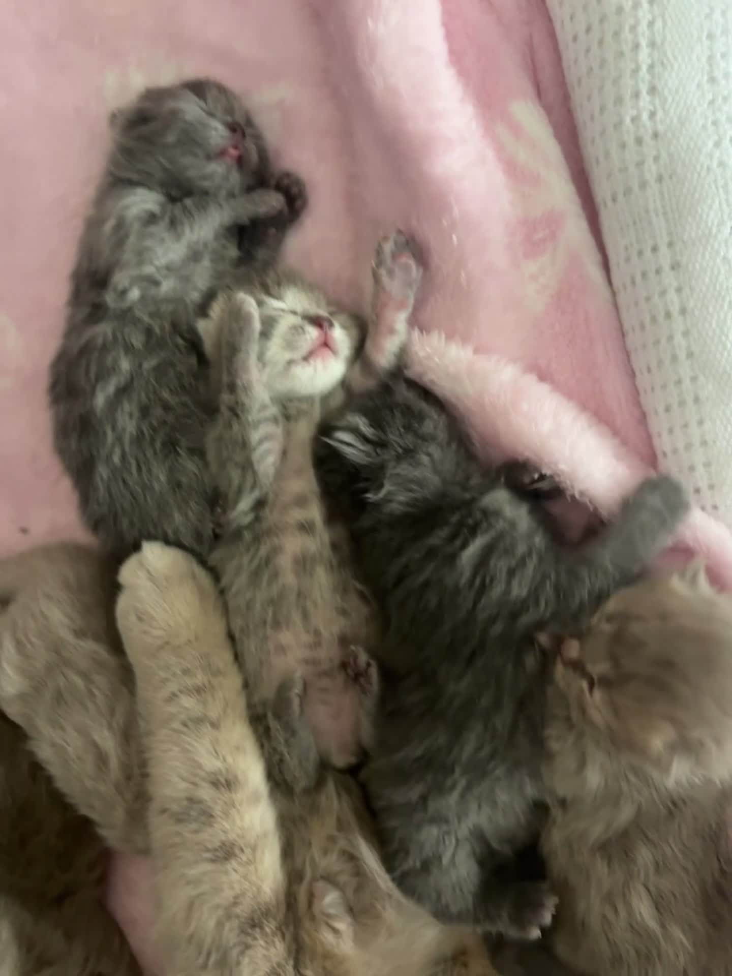 British Shorthair cats for sale: British shorthair cream /lilac /greys  - Video 1