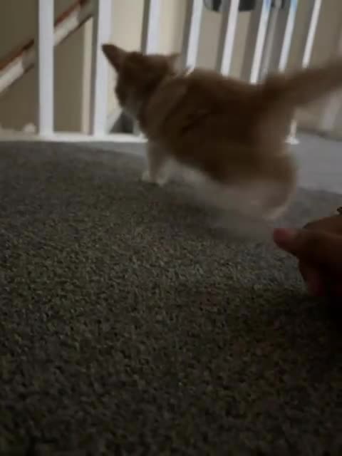 Mixed Breed cats for sale: Ginger Kitten  - Video 1