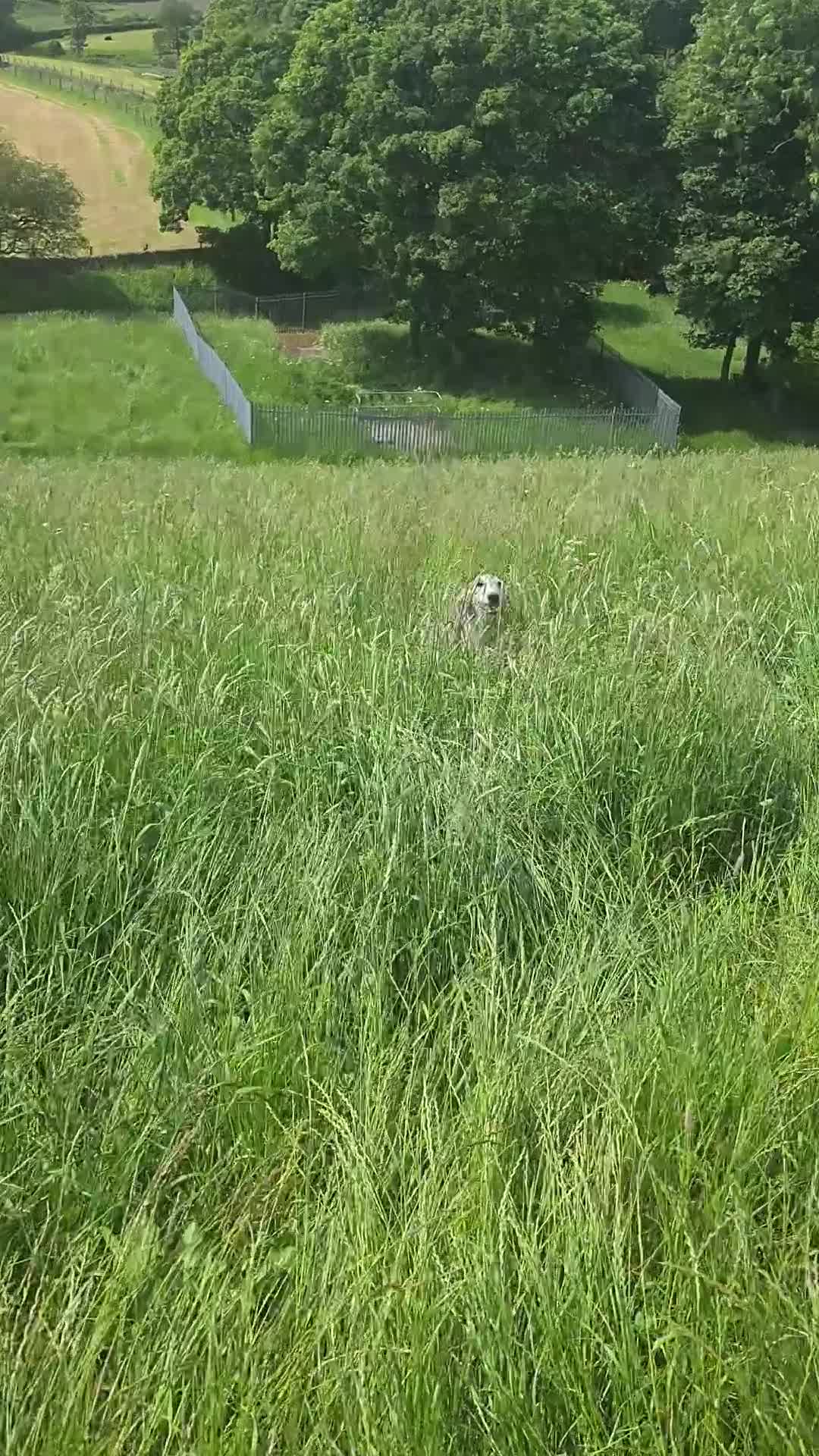 Saluki dogs for sale: Saluki for sale  - Video 3