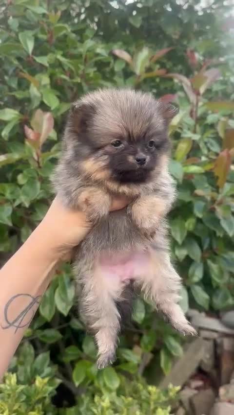 Pomeranian dogs for sale: 🧸Teddybear Pomeranian🧸 - Video 1