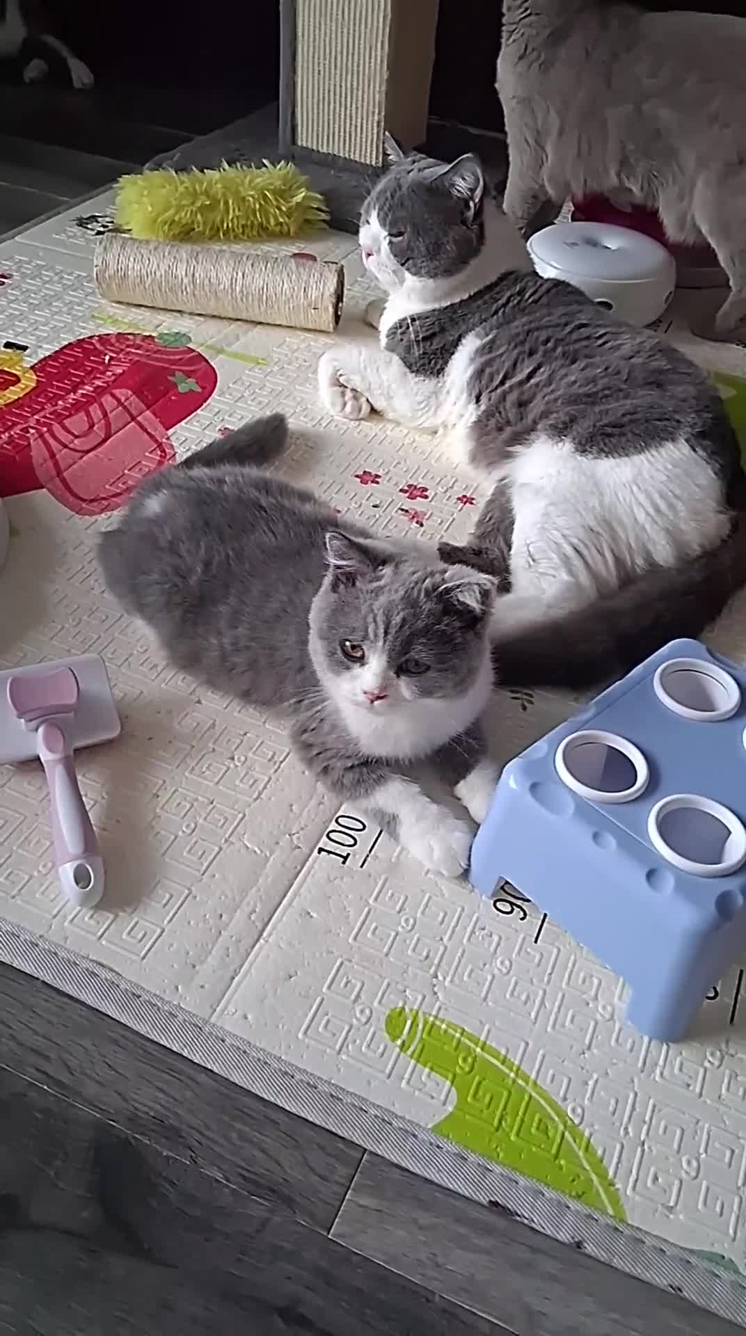 British Shorthair cats for sale:  BRITISH SHORTHAIR - Video 2
