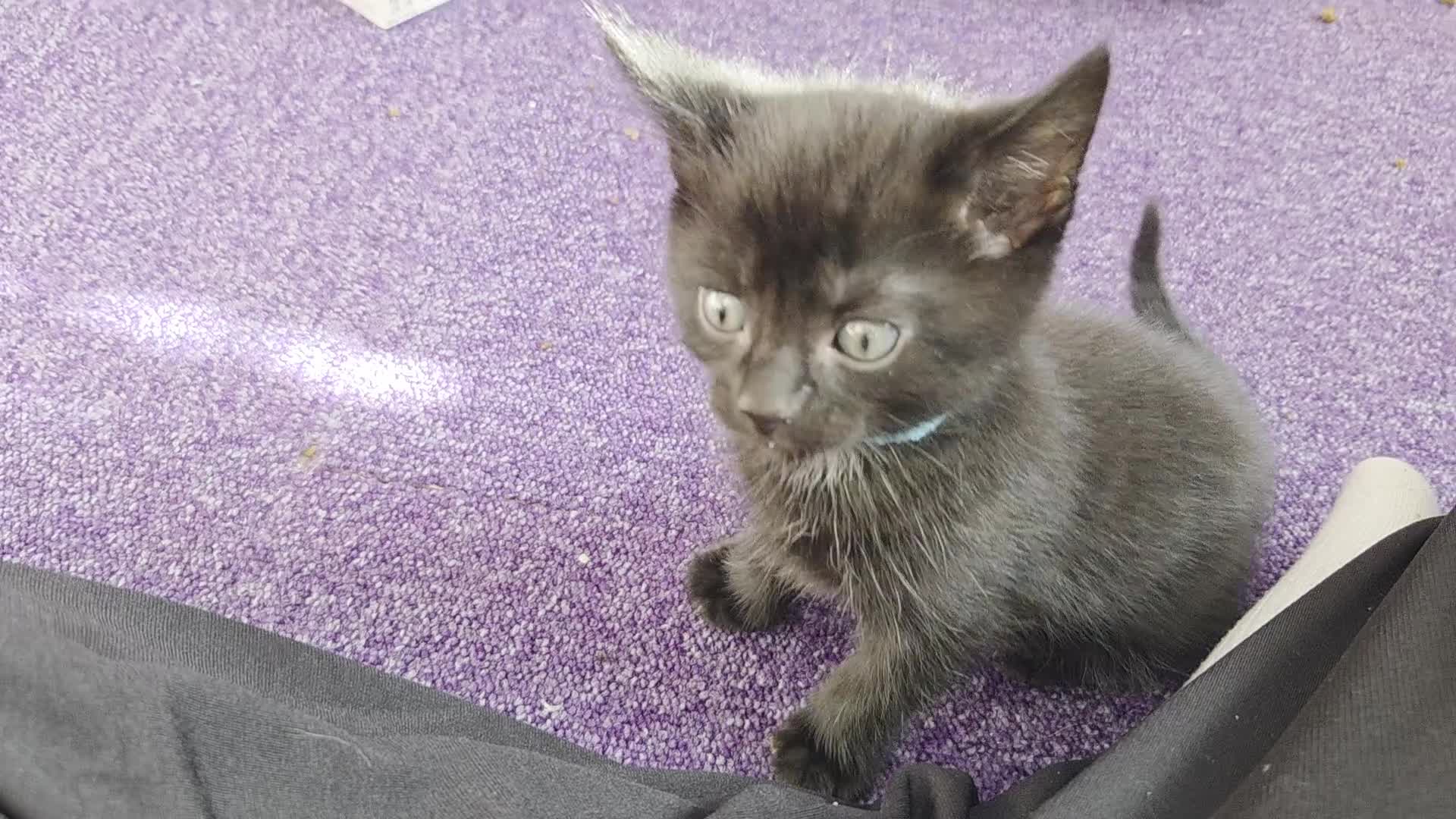 Mixed Breed cats for sale: One male and female tabby kittens  - Video 1