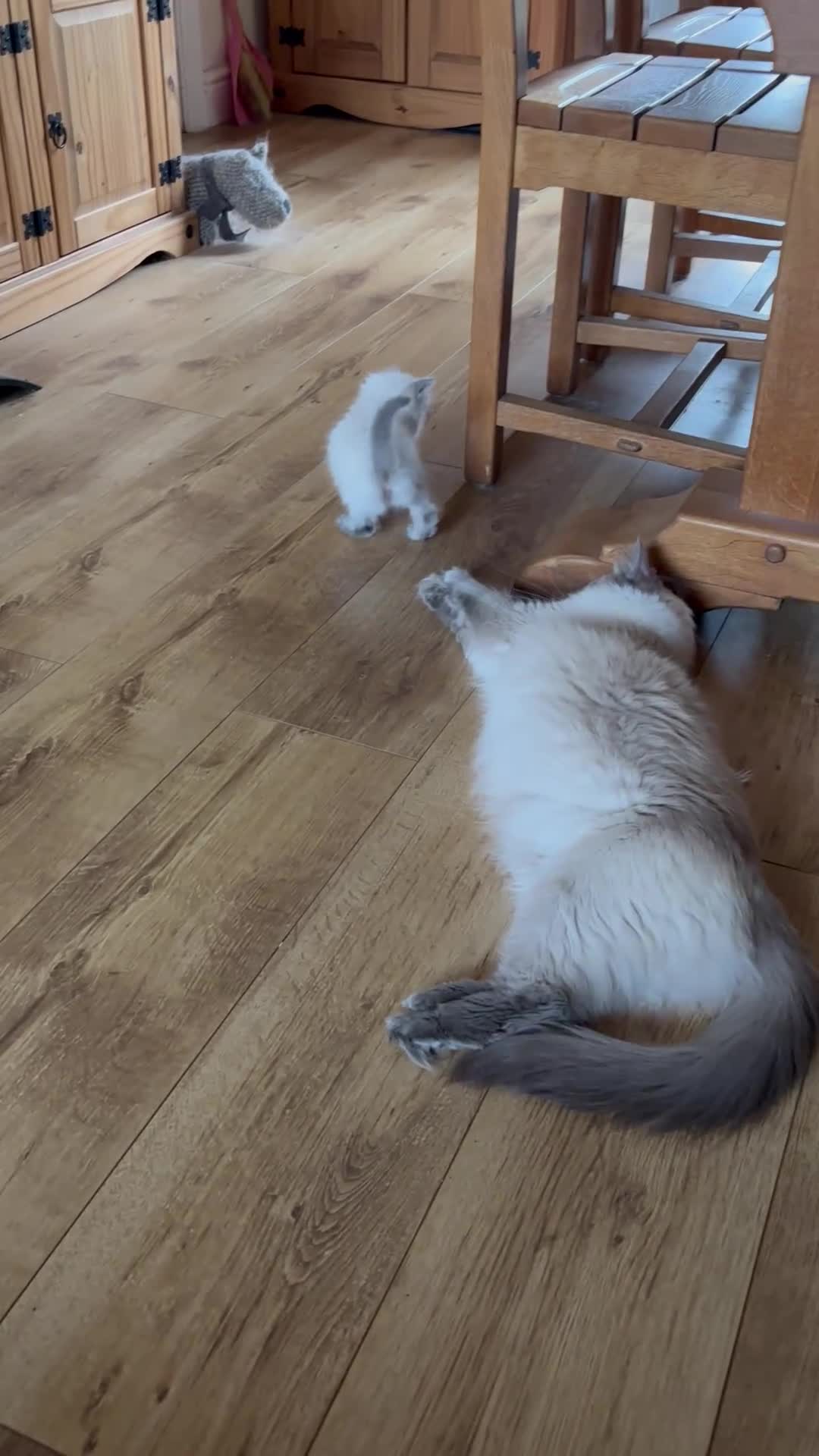 Ragdoll cats for sale: Beautiful Pure Ragdoll kittens - Video 2