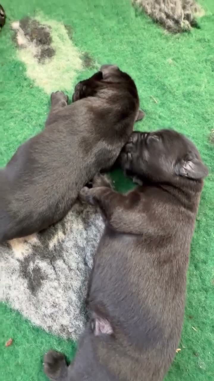 Labrador Retriever dogs for sale: Labrador retriever pups  - Video 2