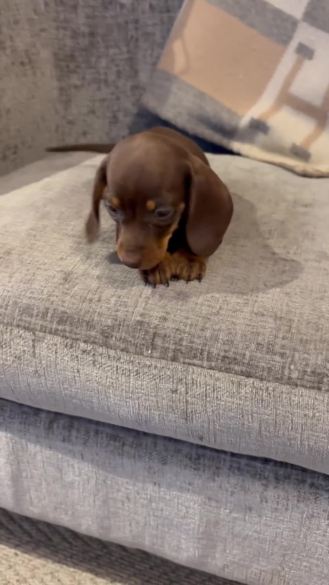 Miniature Dachshund dogs for sale: Quality health tested mini smooth dachshund pups  - Video 3