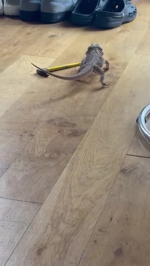Bearded Dragon reptiles for sale: Bearded Dragon with full 4ft vivarium set up in Chesterfield - Video 2