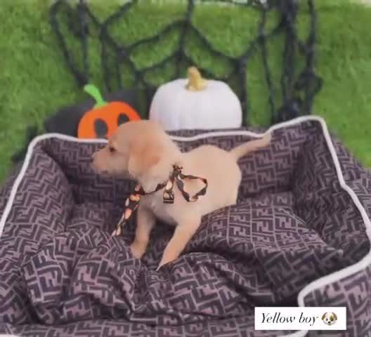 Labrador Retriever dogs for sale: Labrador pups  - Video 1