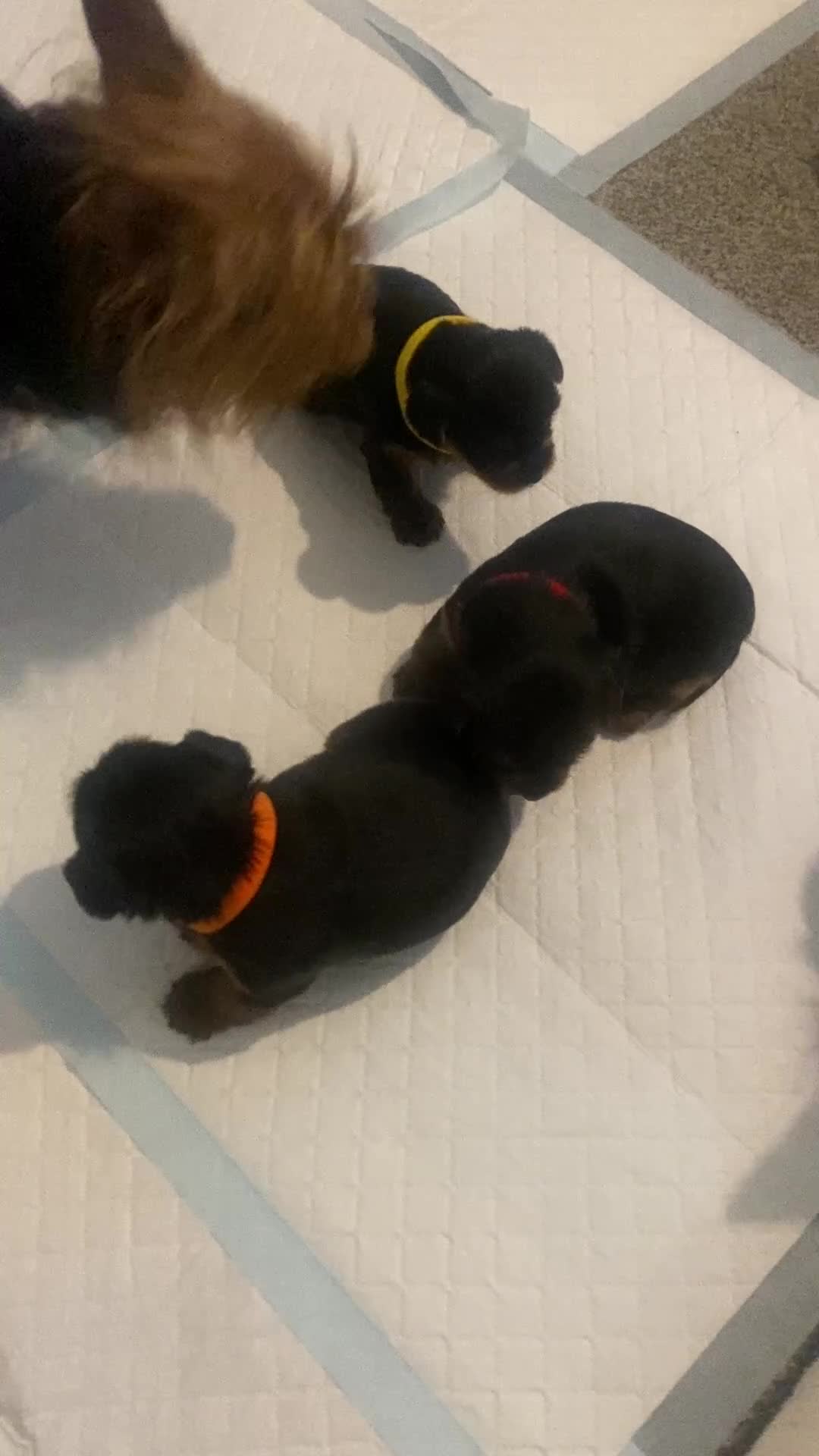 Yorkshire Terrier dogs for sale: 3 little female Yorkies  - Video 1