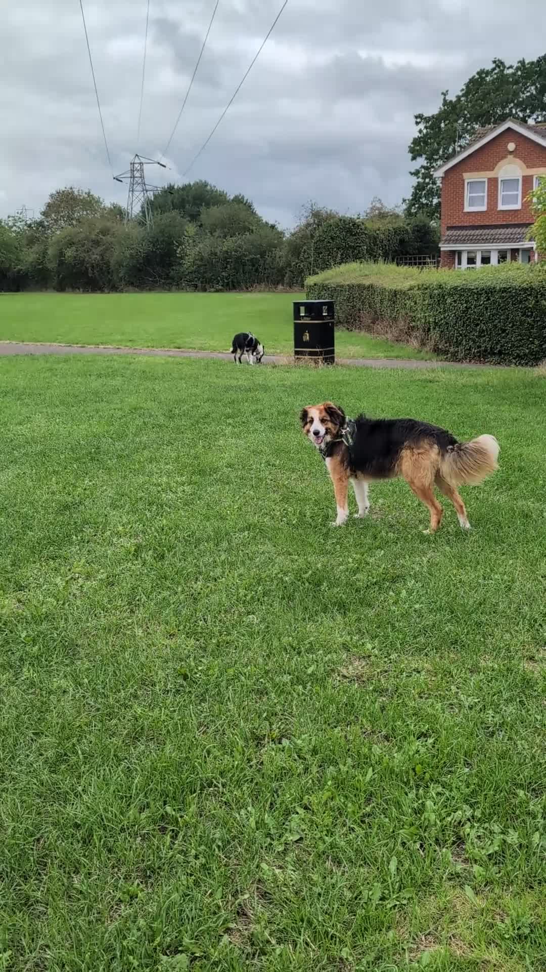 Border Collie dogs for sale: Looking For A New Home For Jack  in Derby - Video 1
