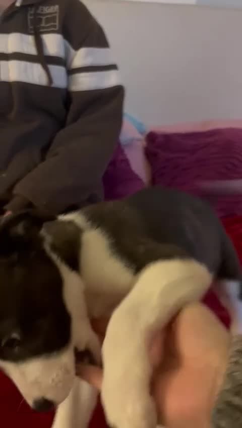 Mixed Breed dogs for sale: Staffy x American Akita litter  - Video 1